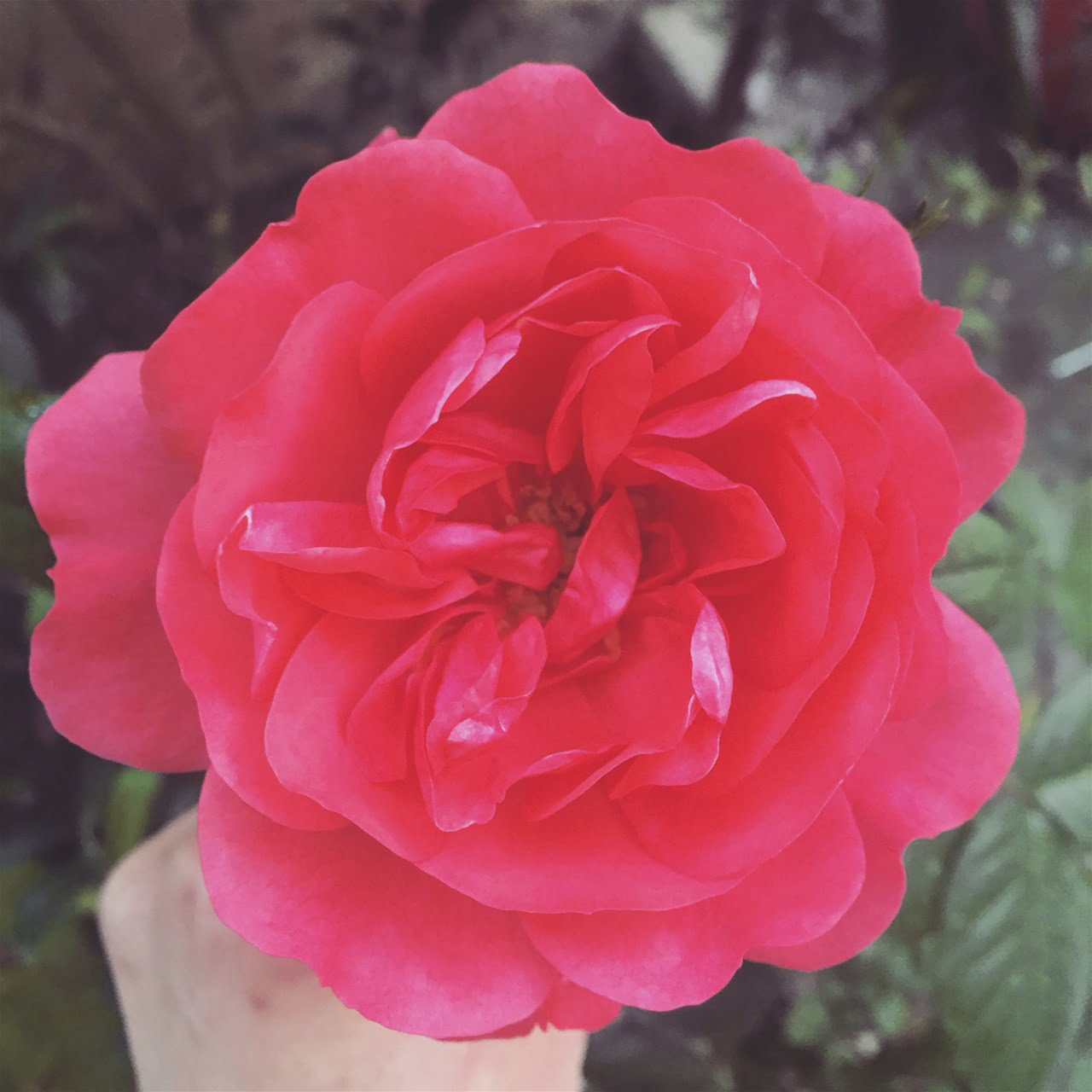 Dişil Niteliklerin Zikri